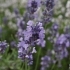Lavandula angustifolia 'Melissa Lilac' -- Lavendel